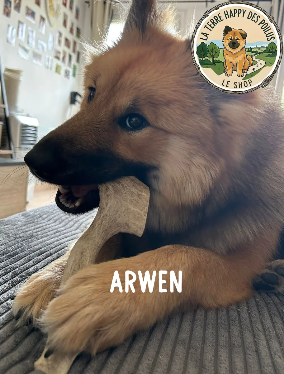 Arwen
