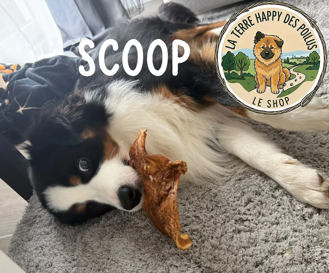 Scoop