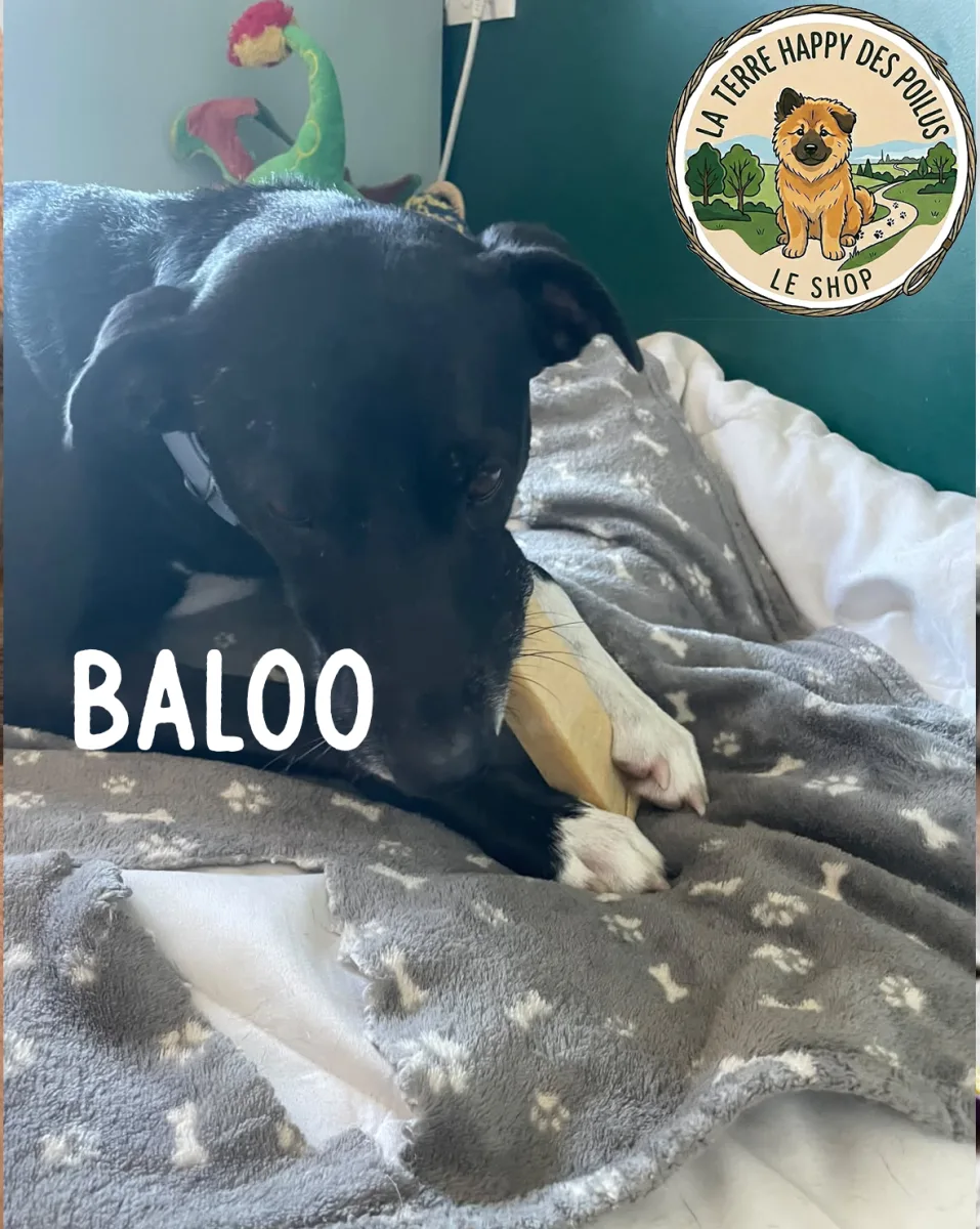 Baloo