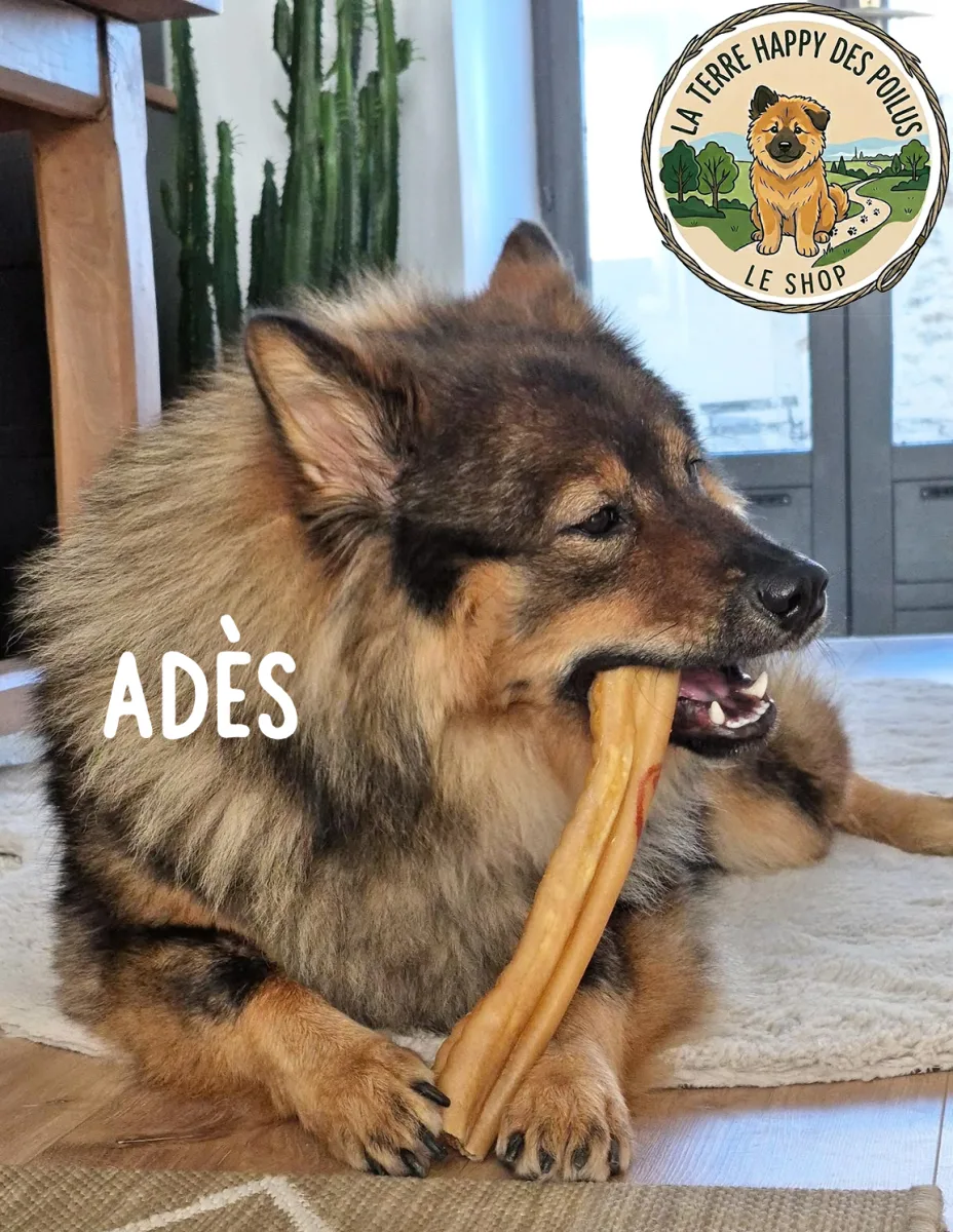 Adès