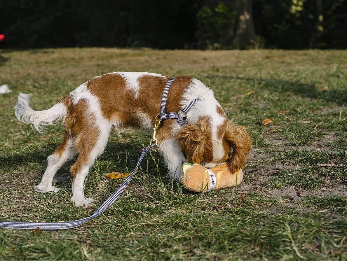 Sandwich - Bandit - Jeu d'occupation et enrichissement mental pour chien - Vue 2