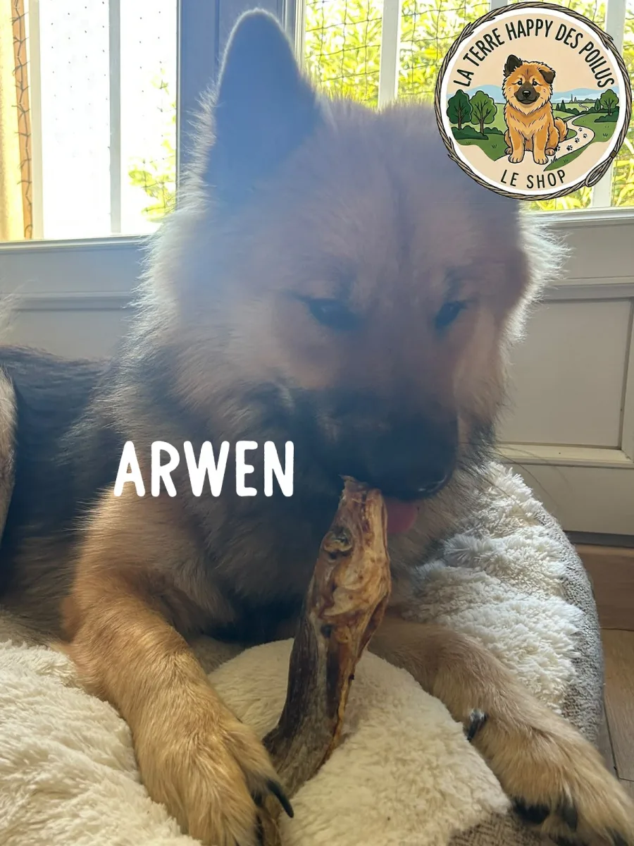 Merlan Sauvage - Mastication 100% naturelle et saine pour chien - Vue 4