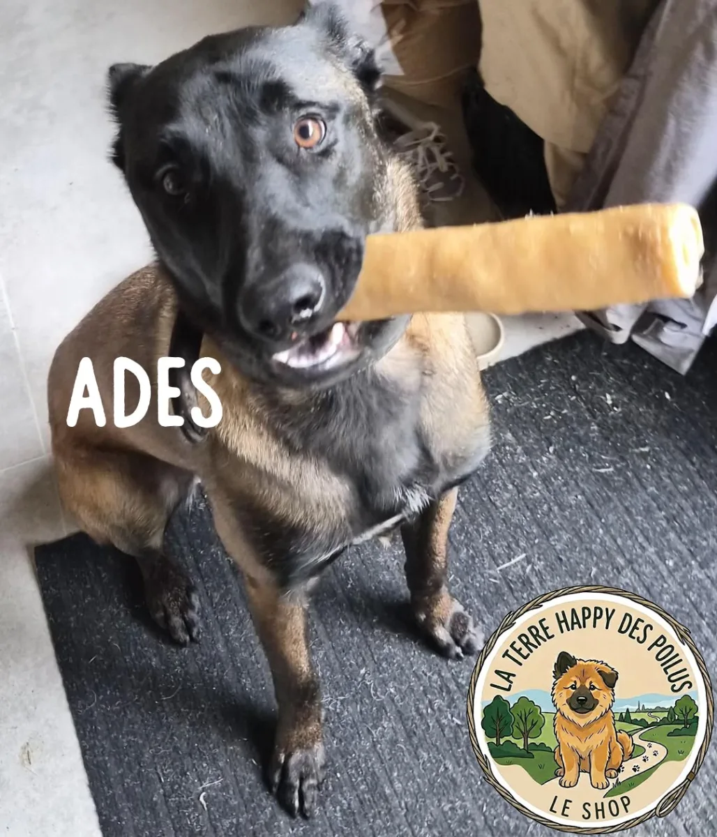 Joue De Boeuf 30 Cm - Mastication 100% naturelle et saine pour chien - Vue 2